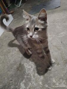 Simba