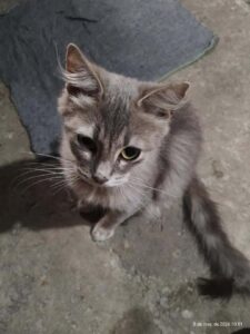 Simba