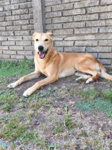Bruno