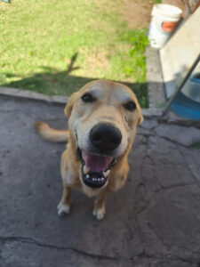 Bruno